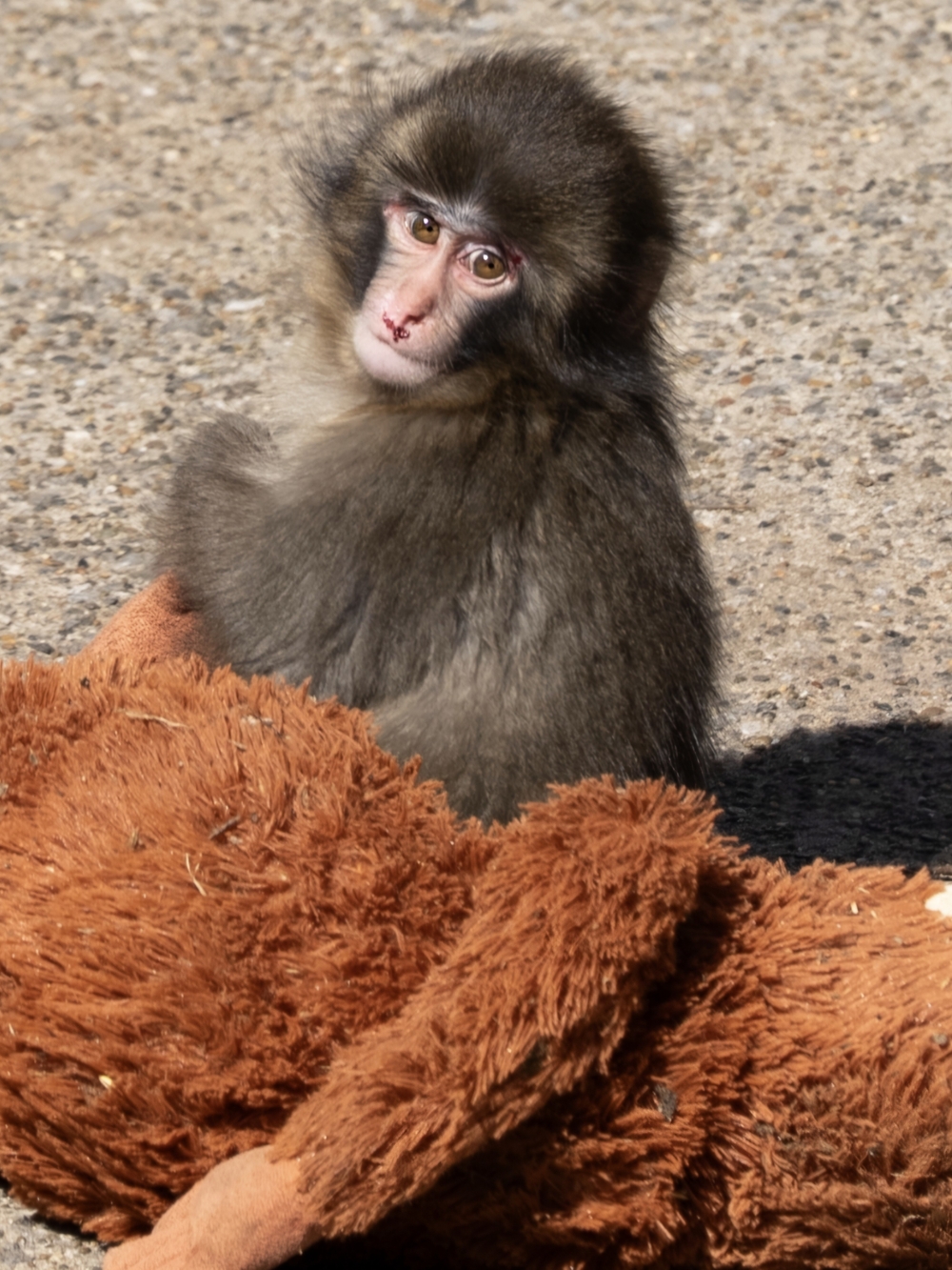 Punch Monkey - Picture 3 of 3